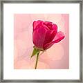 Pink Rose Bud Bokeh Framed Print