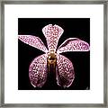 Pink Spot Orchid Framed Print