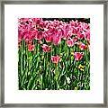 Pink Tulip Flowers Framed Print