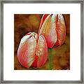 Pink Tulips Framed Print