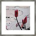 Pink Water Lily Buds Framed Print