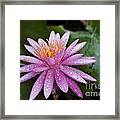 Pink Water Lily Nymphaea Caerulea Framed Print
