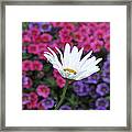 Pink White And Blue Framed Print