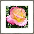 Pink Yellow Beauty Framed Print