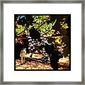 #pinot #grapes Almost Ripe #harvest2012 Framed Print
