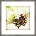 Pipevine #swallowtail #butterfly Taken Framed Print