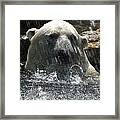 Polar Bear 3 Framed Print