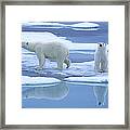 Polar Bear Ursus Maritimus Pair On Ice Framed Print