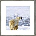 Polar Bear Ursus Maritimus Sniffs The Framed Print