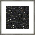 Polished Rocks Baja Peninsula Framed Print