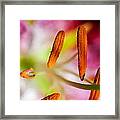 Pollen Pushers Framed Print