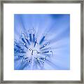 Pollination  Blue Chicory Framed Print
