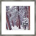 Ponderosa Pine Trees With Snow Grand Framed Print