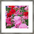 Poppies Framed Print