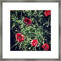 Poppies Framed Print