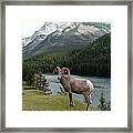 Portrait Of A Bighorn Sheep At Lake Minnewanka Framed Print
