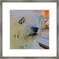 Portrait Of A Cairn Terrier Framed Print