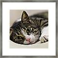 Portrait Of A Cat Framed Print