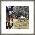 Portrait Of A Horse Framed Print