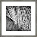 Portrait Of A Wild Horse Framed Print