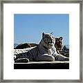 Posing Framed Print