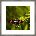 Postman Butterfly Framed Print