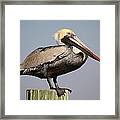 Pretty Pelican Framed Print