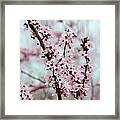 Pretty Pink Flowering Tree Framed Print