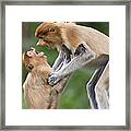 Proboscis Monkey Juveniles Playing Framed Print