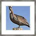 Proud Pelican Framed Print