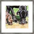 'puddle Lappers' Framed Print