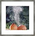 Puffballs Releasing Spores Framed Print