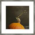 Pumpkin Framed Print