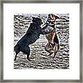 Puppies Playing #dogstagram #dog #puppy Framed Print