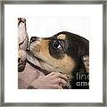 Puppy Whispering Sweet Nothings To Cat Framed Print