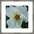 Pure And Innocent Framed Print