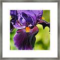 Purple And Orange Iris Ii Framed Print