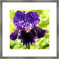 Purple And Orange Iris Framed Print