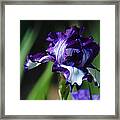 Purple And White Iris Framed Print