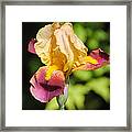 Purple And Yellow Iris Ii Framed Print