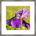 Purple And Yellow Iris Framed Print