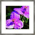 Purple Beauties Framed Print