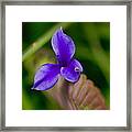 Purple Bromeliad Flower Framed Print