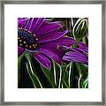 Purple Daisy Framed Print