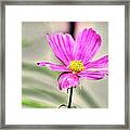 Purple Flower Framed Print