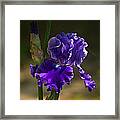 Purple Iris In The Dawn Framed Print
