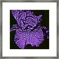 Purple Iris With Water Drops Framed Print