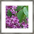 Purple Lilac Framed Print