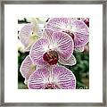 Purple Orchids Framed Print