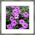 Purple Petunias Framed Print